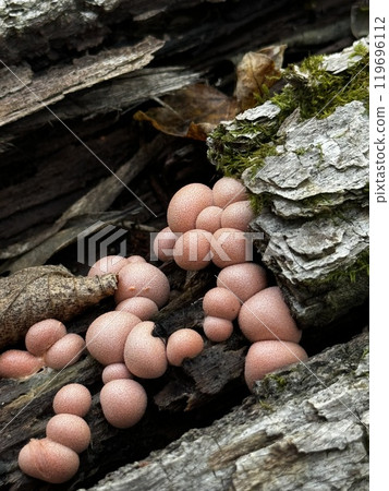 A vibrant group of pink mushrooms is thriving as they grow on a sturdy tree trunk, showcasing their unique colors and forms 119696112