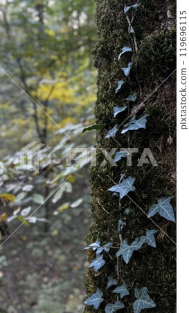 In the serene woods, ivy has begun to grow on the rough and sturdy trunk of a tree, intertwining with its bark and branches 119696115