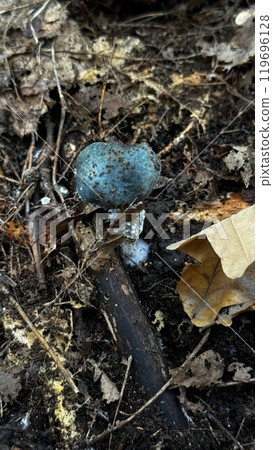 A vibrant blue mushroom is seen emerging beautifully from the rich, dark earth below, illustrating the wonder of nature 119696128