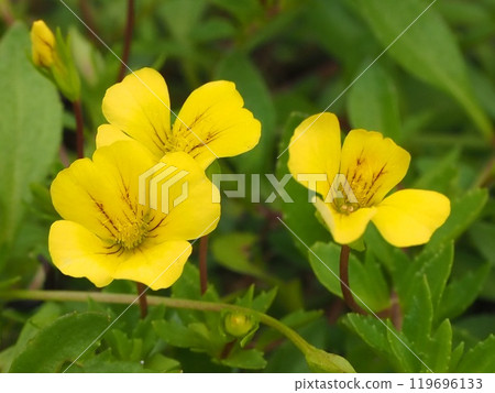 Mecaldonia flower close-up 119696133