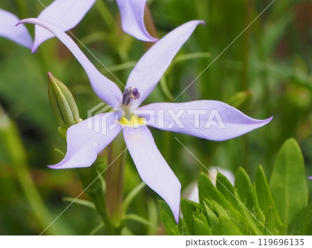 Isotoma 花超特寫 Isotoma 花超特寫 119696135