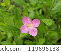 Yuge肖花 119696138