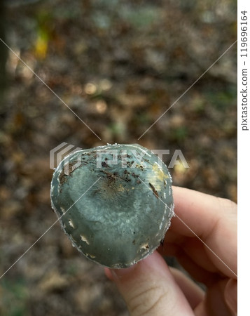A person is gently holding a unique mushroom in their hand while surrounded by natural elements in the environment around them 119696164