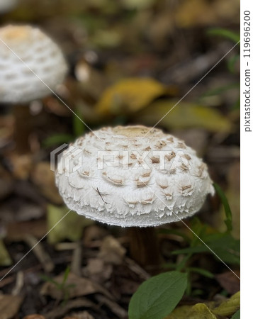 A detailed close up view of a beautiful white mushroom that is growing on the ground in its natural environment 119696200