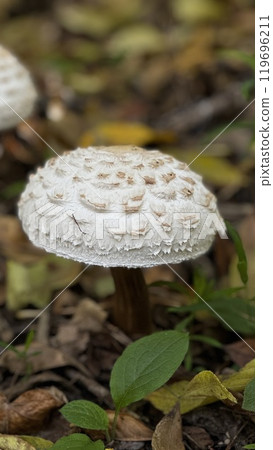 In the peaceful woods, a white mushroom is currently growing on the ground, blending beautifully with the natural surroundings in which it thrives In the peaceful woods, a white mushroom is currently growing on the ground, blending beautifully with the natural surroundings in which it thrives 119696211