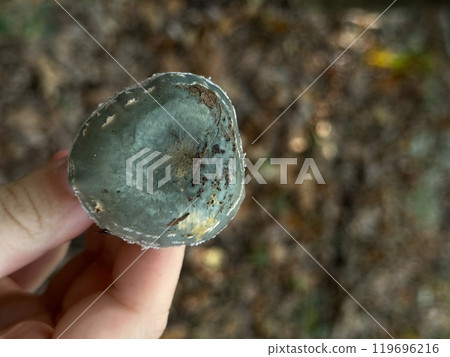 A person is gently holding a unique mushroom in their hand while surrounded by natural elements in the environment around them A person is gently holding a unique mushroom in their hand while surrounded by natural elements in the environment around them 119696216