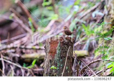 A cute little wren (Troglodytes japonica) singing loudly and desperately despite its small body. Hinodeyama hiking trail, Akiruno City, etc. 2024 119696247