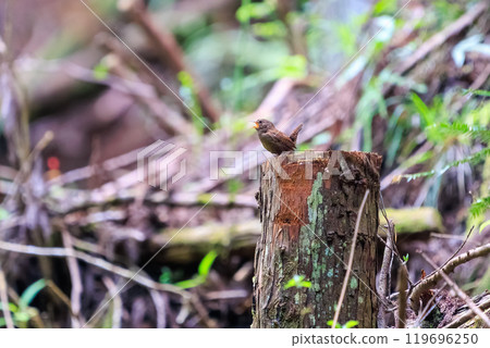 A cute little wren (Troglodytes japonica) singing loudly and desperately despite its small body. Hinodeyama hiking trail, Akiruno City, etc. 2024 A cute little wren (Troglodytes japonica) singing loudly and desperately despite its small body. Hinodeyama hiking trail, Akiruno City, etc. 2024 119696250