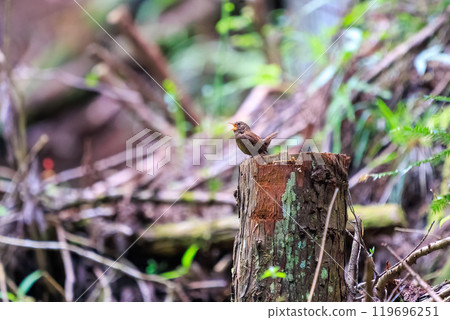 A cute little wren (Troglodytes japonica) singing loudly and desperately despite its small body. Hinodeyama hiking trail, Akiruno City, etc. 2024 A cute little wren (Troglodytes japonica) singing loudly and desperately despite its small body. Hinodeyama hiking trail, Akiruno City, etc. 2024 119696251