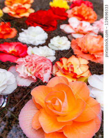 Colorful and beautiful begonias floating on water Colorful and beautiful begonias floating on water 119696333