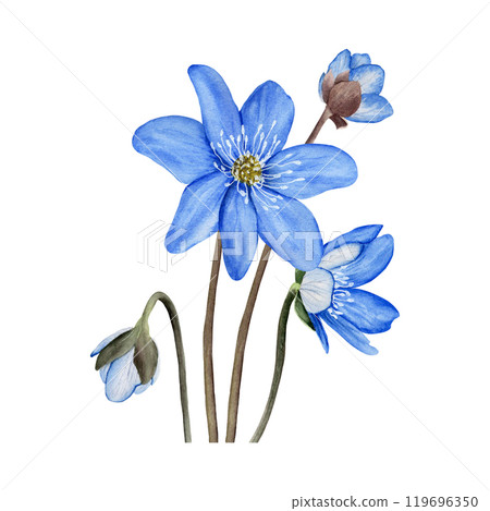Blue spring forest flowers anemone hepatica, liverwort composition. Hand drawn botanical watercolor illustration isolated on white background. For clip art cards invitation label package. 119696350