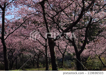 荒尾城市公園的河津櫻花， 119696503