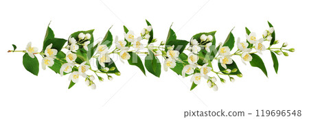 Jasmine (Philadelphus) buds and leaves in a floral loopable line arrangement isolated on white background Jasmine (Philadelphus) buds and leaves in a floral loopable line arrangement isolated on white background 119696548