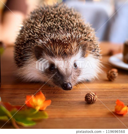 Hedgehog on the table Hedgehog on the table 119696568