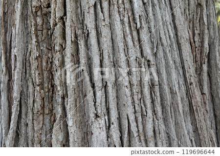 Japanese elm wood grain 119696644