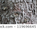 Red spruce wood grain 119696645