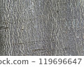 Ailanthus ursi (Shinju) wood grain 119696647
