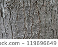 White pine grain 119696649