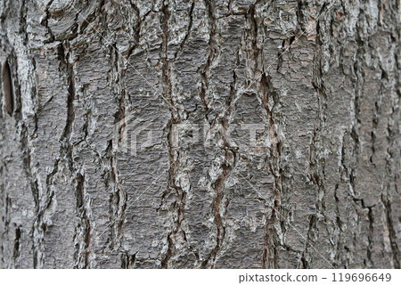 White pine grain 119696649