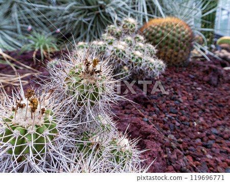 Cactus with large spines 119696771