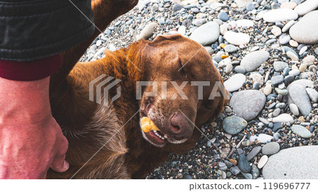 Man hand patting a dog lying on the gravel ground smiling happy animal 119696777