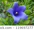 風鈴草 花 紫色 119697277