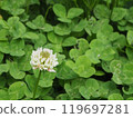 白三葉草 119697281