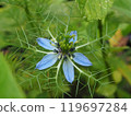 黑種草花藍色 119697284