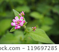 Misozoba花 119697285