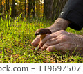 Male hand holding boletus while picking mushrooms in the forest 119697507