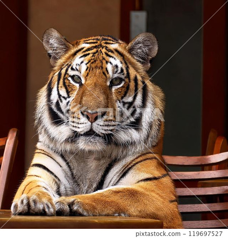 Tiger on the table 119697527