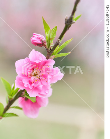 Close-up of peach blossoms (Prunus persica) with a soft background 119697545
