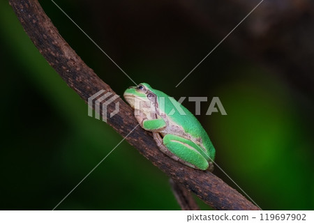 A tree frog sitting on a tree branch 119697902