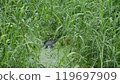 Photo of a sea turtle eating algae in a pond with green grass. 119697909