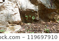 Small tree growing near rocks. 119697910