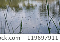 gerridae in the water in lake 119697911