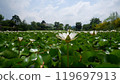 Beautiful white lotus flowers and bright green leaves in a pond with a cloudy sky on the horizon. 119697913