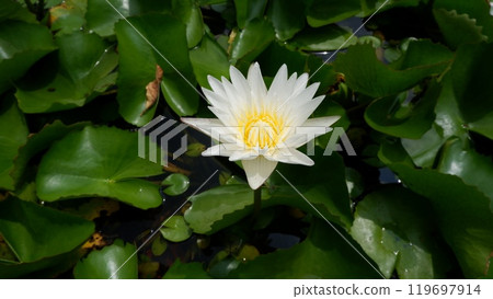 A white lotus flower is blooming with yellow stamens 119697914