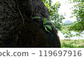 Green seedlings grow from big trees. 119697916