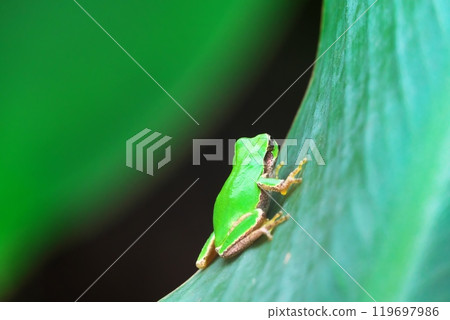 美人蕉葉上的樹蛙 美人蕉葉上的樹蛙 119697986