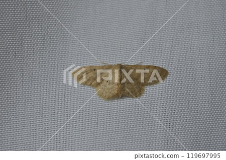 Gimban Himeshak 119697995