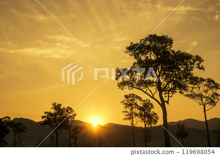 Golden sunshine sky tropical tree fields in sunny morning. Silhouette tree gold dawn mountain in spring season. Sustainable scenic meadow misty fog forest in countryside. Amazing landscape greenery 119698054