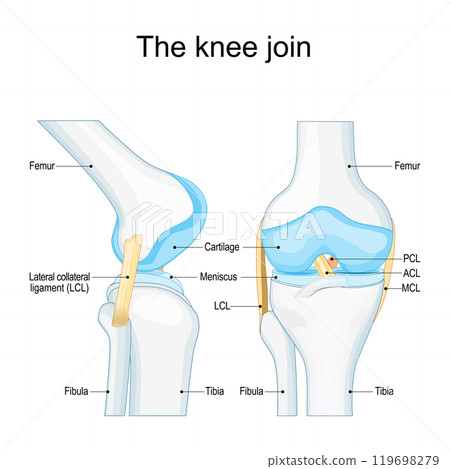 Knee joint anatomy 119698279
