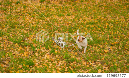 Jack Russell Terrier Dog Dragging Human Skeleton Through Autumn Park. Jack Russell Terrier Dog Dragging Human Skeleton Through Autumn Park. 119698377