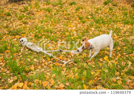 Jack Russell Terrier Dog Dragging Human Skeleton Through Autumn Park.  119698379