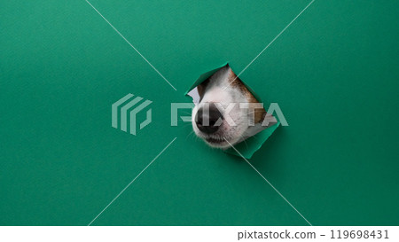 The nose of a Jack Russell Terrier dog sticks out through a green cardboard background. Copy space.  119698431