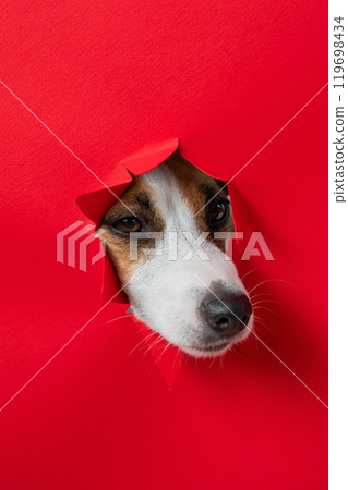 Funny Jack Russell Terrier dog sticks out through a red cardboard background. Copy space. Vertical photo. Funny Jack Russell Terrier dog sticks out through a red cardboard background. Copy space. Vertical photo. 119698434