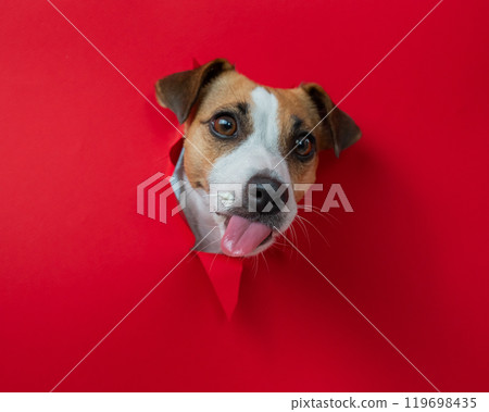 Funny dog licks his nose. Jack Russell Terrier head sticking out through red cardboard background. Funny dog licks his nose. Jack Russell Terrier head sticking out through red cardboard background. 119698435