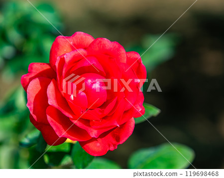 色彩繽紛、美麗的秋季玫瑰盛開 119698468