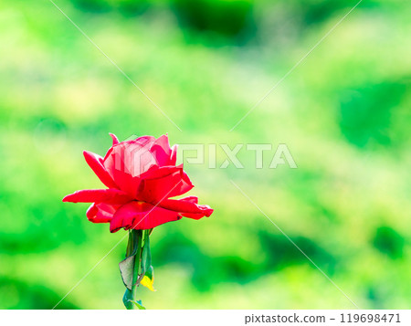 Colorful and beautiful autumn roses in full bloom Colorful and beautiful autumn roses in full bloom 119698471